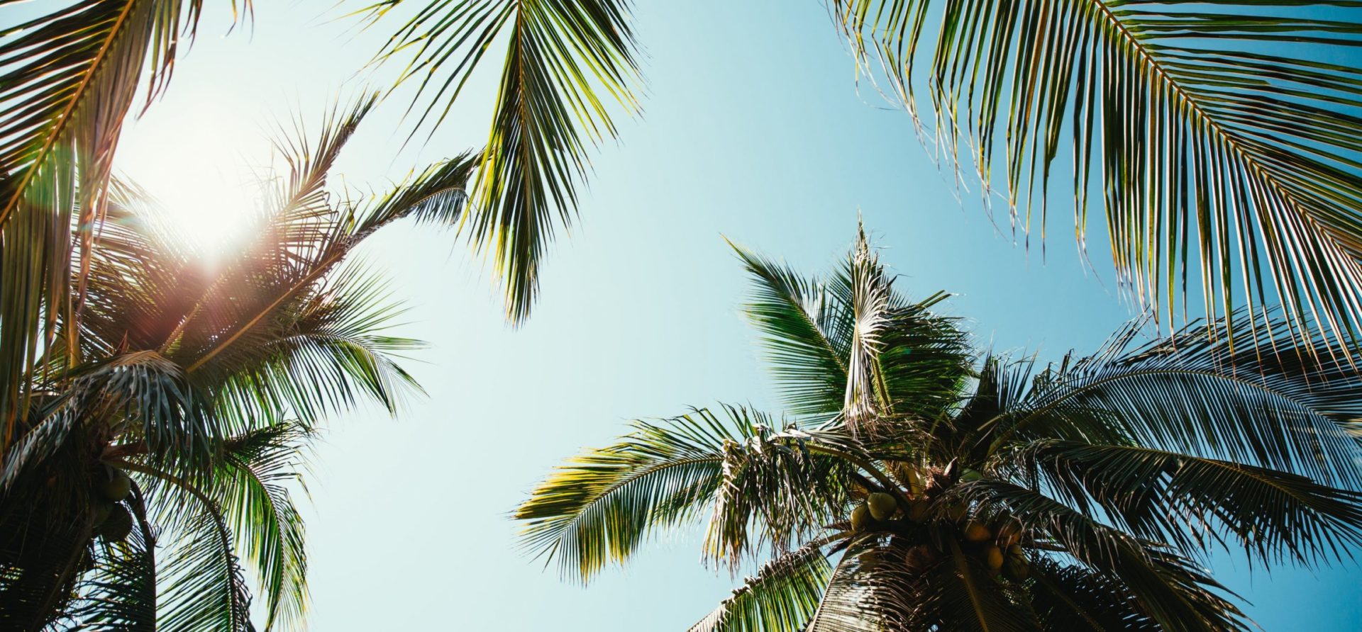 Palmbomen met kokos noten met zon